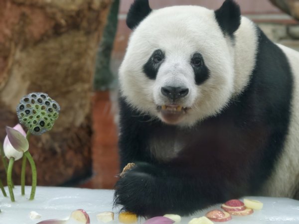 利好优配 视频｜“扇”走大暑！广州动物园动物防暑妙招多